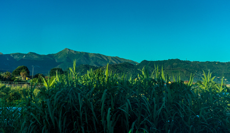 Italian outskirts train Pisa Riomaggiore, Europe, a group of blue and green bushesの写真素材