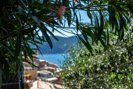 Europe, Italy, Cinque Terre, Vernazza, a tree next to a palm treeの写真素材