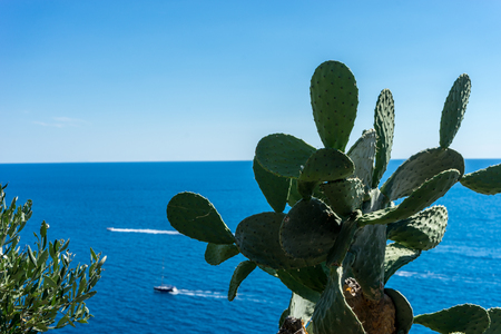 Europe, Italy, Cinque Terre, Vernazza, a plant in a body of waterの写真素材