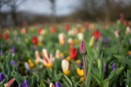 Flower garden, Netherlands, Europe, a close up of a flower garden