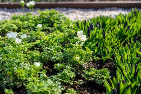 Flower garden, Netherlands, Europe, a green plant in a gardenの写真素材