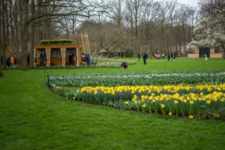 Flower garden, Netherlands, Europe, a group of people on a yellow flower in a fieldの写真素材