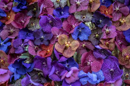 Flower garden, Netherlands, Europe, a close up of a flowerの写真素材
