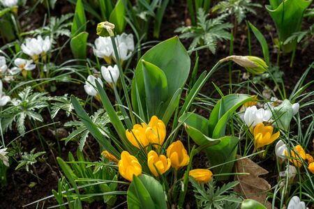 Flower garden, Netherlands, Europe, a close up of a flower garden
