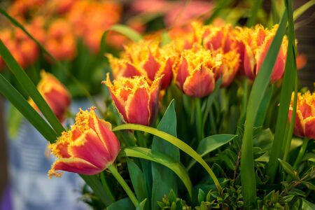Flower garden, Netherlands, Europe, a close up of a flowerの写真素材