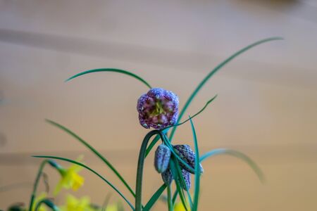 Flower garden, Netherlands, Europe, a close up of a flowerの写真素材