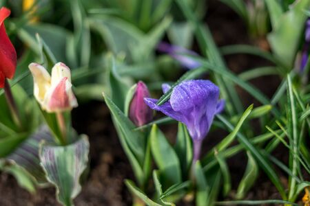 Flower garden, Netherlands, Europe, a close up of a flowerの写真素材