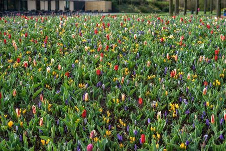 Flower garden, Netherlands, Europe, a group of people in front of a yellow flower in a fieldの写真素材
