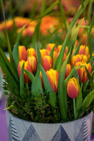 Flower garden, Netherlands, Europe, a vase filled with purple flowers and green leaves