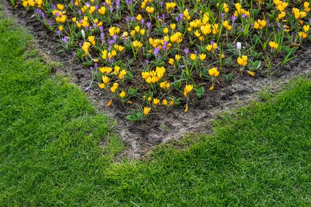Flower garden, Netherlands, Europe, a yellow flower in a fieldの写真素材