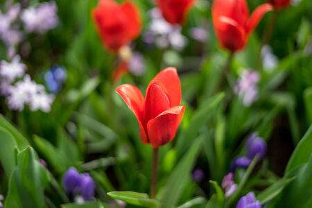 Flower garden, Netherlands, Europe, a close up of a flowerの写真素材