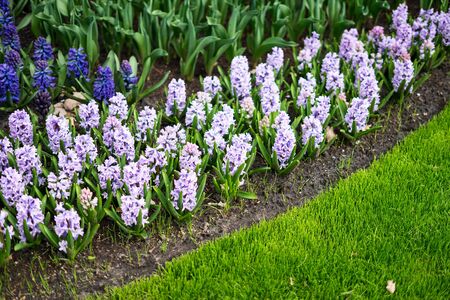 Flower garden, Netherlands, Europe, a close up of a flower gardenの写真素材