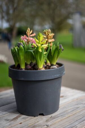 Flower garden, Netherlands, Europe, a banana tree with a flower on a plantの写真素材