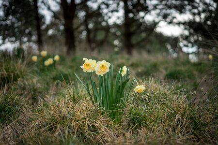 Flower garden, Netherlands, Europe, a yellow flower in the grassの写真素材
