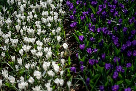Flower garden, Netherlands, Europe, a large purple flower is in a gardenの写真素材