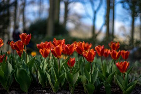 Flower garden, Netherlands, Europe, a close up of a flowerの写真素材
