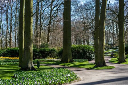 Flower garden, Netherlands, Europe, a path surrounded by treesの写真素材
