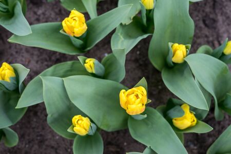 Flower garden, Netherlands, Europe, a close up of a flower