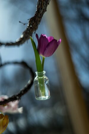 Flower garden, Netherlands, Europe, a vase filled with flowers sitting on a tableの写真素材