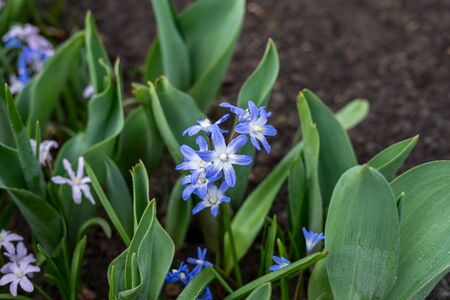 Flower garden, Netherlands, Europe, a close up of a flower garden