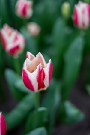 Flower garden, Netherlands, Europe, a close up of a flowerの写真素材