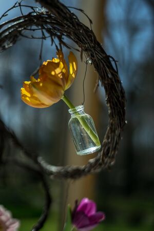 Flower garden, Netherlands, Europe, a close up of a yellow flowerの写真素材