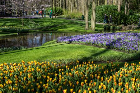 Flower garden, Netherlands, Europe, a yellow flower in a field with Keukenhof in the backgroundの写真素材