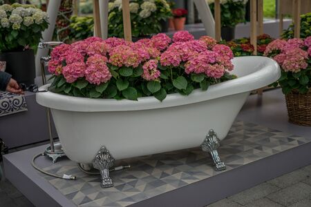 Flower garden, Netherlands, Europe, a group of pink flowers on a tableの写真素材