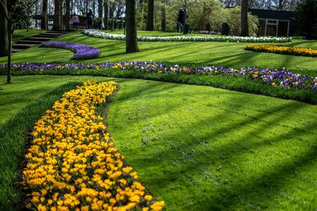Flower garden, Netherlands, Europe, a yellow flower in a grassy fieldの写真素材