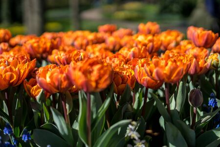 Flower garden, Netherlands, Europe, a bunch of oranges sitting on top of a flowerの写真素材