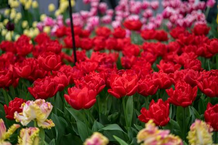 Flower garden, Netherlands, Europe, a close up of a flowerの写真素材