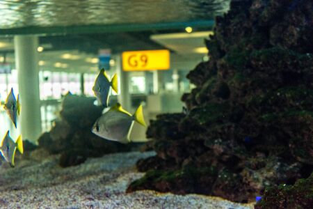 Amsterdam Schiphol Netherlands, Fishes in a aquarium