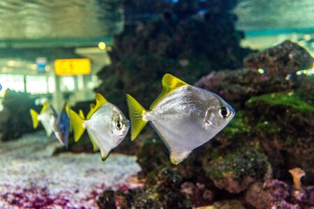 Amsterdam Schiphol Netherlands, Fishes in a aquariumの写真素材
