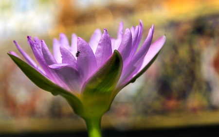 Fresh purple lotus with bee in sunny Thailand