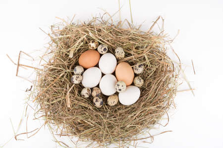 Chicken and quail eggs in nest of straw. Top view. On white backgroundの写真素材