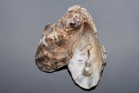 Pearl earring in the open sea shell. Jewelry photoの写真素材