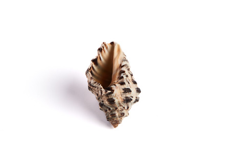 One seashell on white background lying vertically. Marine decoration