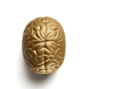 Brain isolated on white background. Top view with copyspace. Education and intelligence
