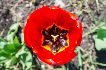 top view of red tulip bloom, close upの写真素材