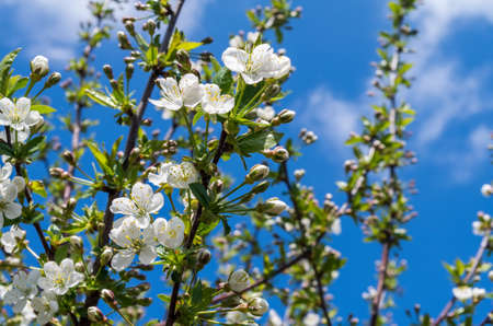 White tree blossoms spring season concept