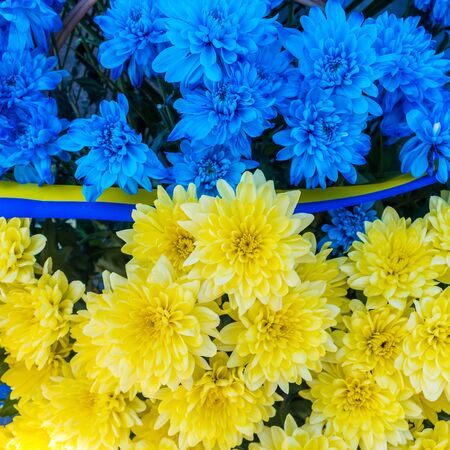 Blue and yellow stripes with colored flowers close-up as flag of Ukraineの写真素材
