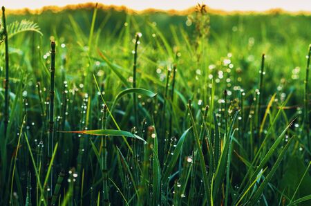 early morning grass with dew