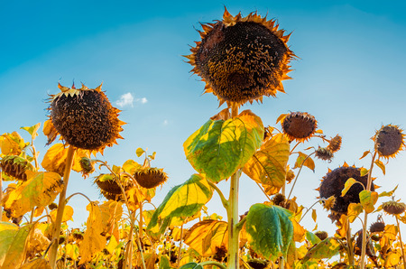 August field of sunflowers with blue skyの写真素材