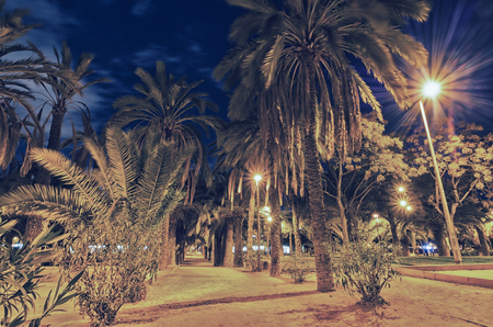 Palm Park  in the night, Barcelona, catalania, Spainの写真素材