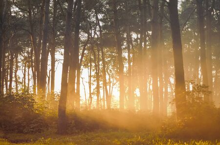 Foggy sunset forest, retro film filtered, style