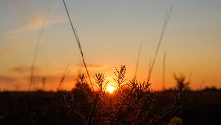 Heppy new day: silhouette of grass flower on sunset background