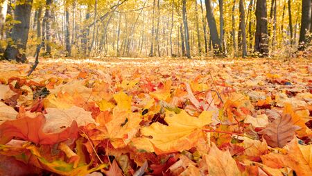 Autumn landscape with yellow trees and sun. Colorful foliage in the park. Falling leaves natural background. Autumn season conceptの写真素材