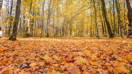 Autumn landscape with yellow trees and sun. Colorful foliage in the park. Falling leaves natural...