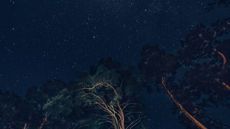 Beautiful night sky over forest landscape, Milky Way and treesの写真素材
