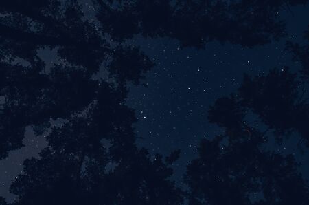 Beautiful night sky over forest landscape, Milky Way and treesの写真素材